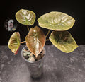 Alocasia cuprea pink mint - 0961