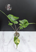 Alocasia stingray albo - 0968