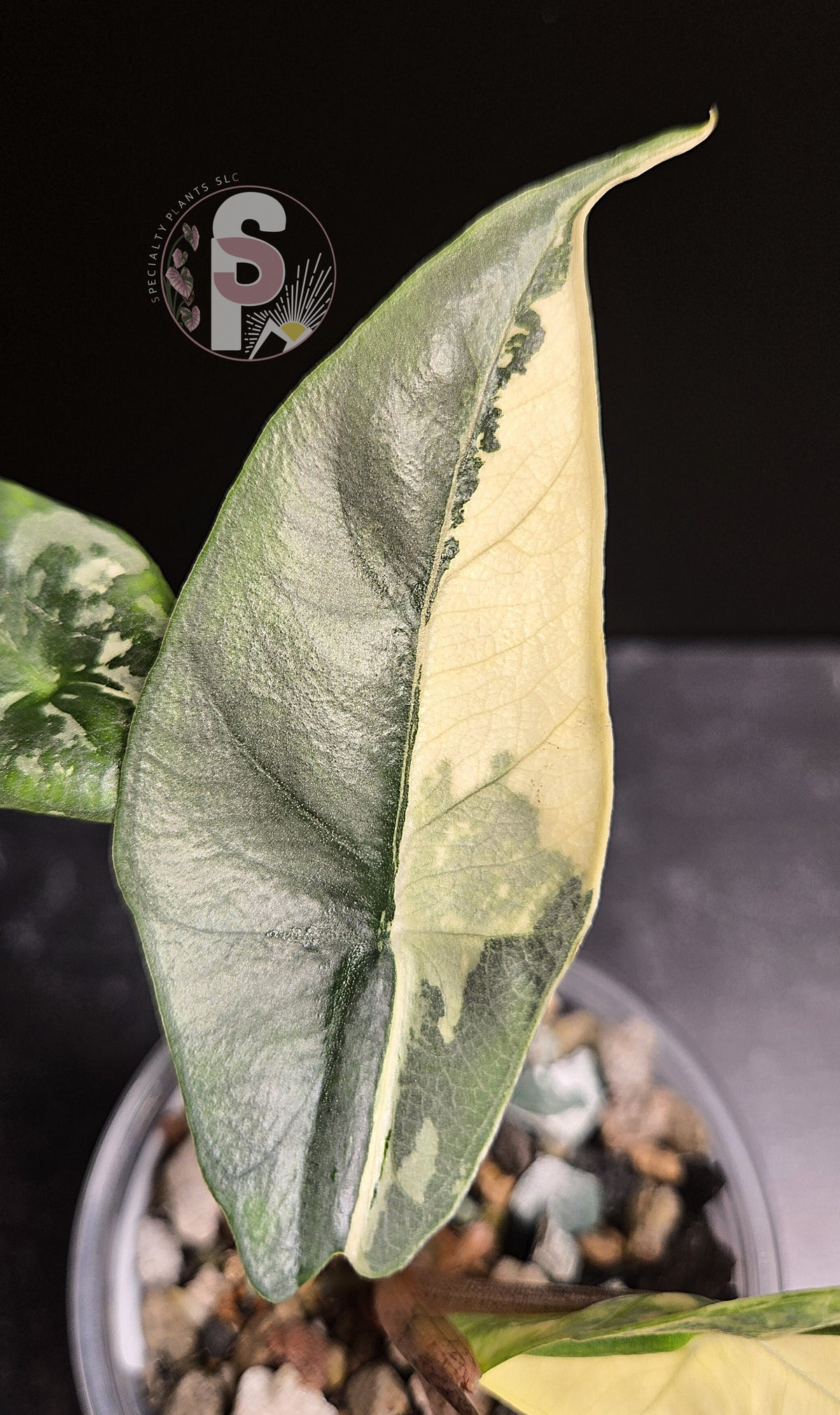 Alocasia metallic blue albo - 0794