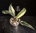 Alocasia metallic blue albo - 0794
