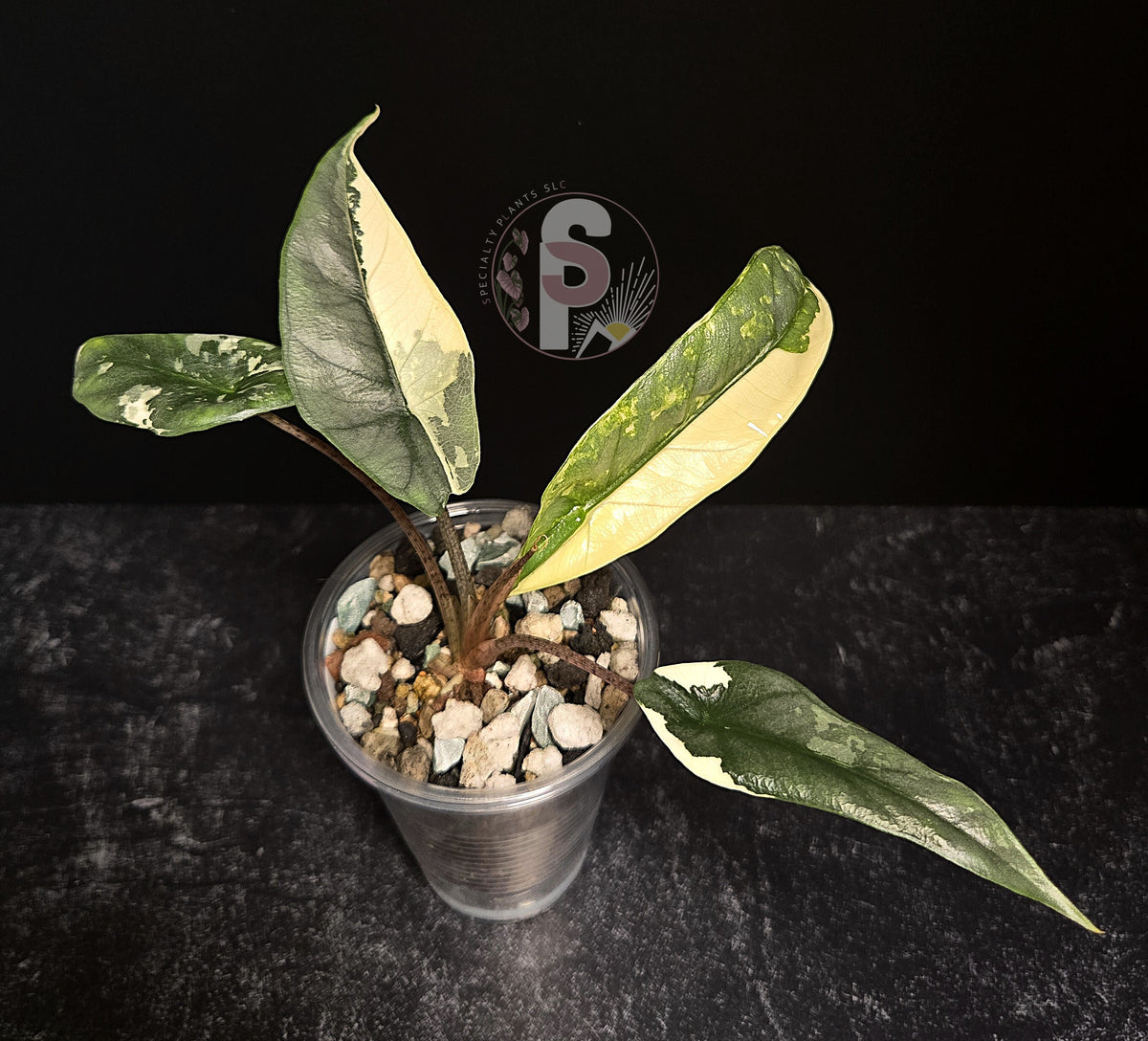 Alocasia metallic blue albo - 0794