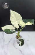 Alocasia regal shield albo/lava - 0979