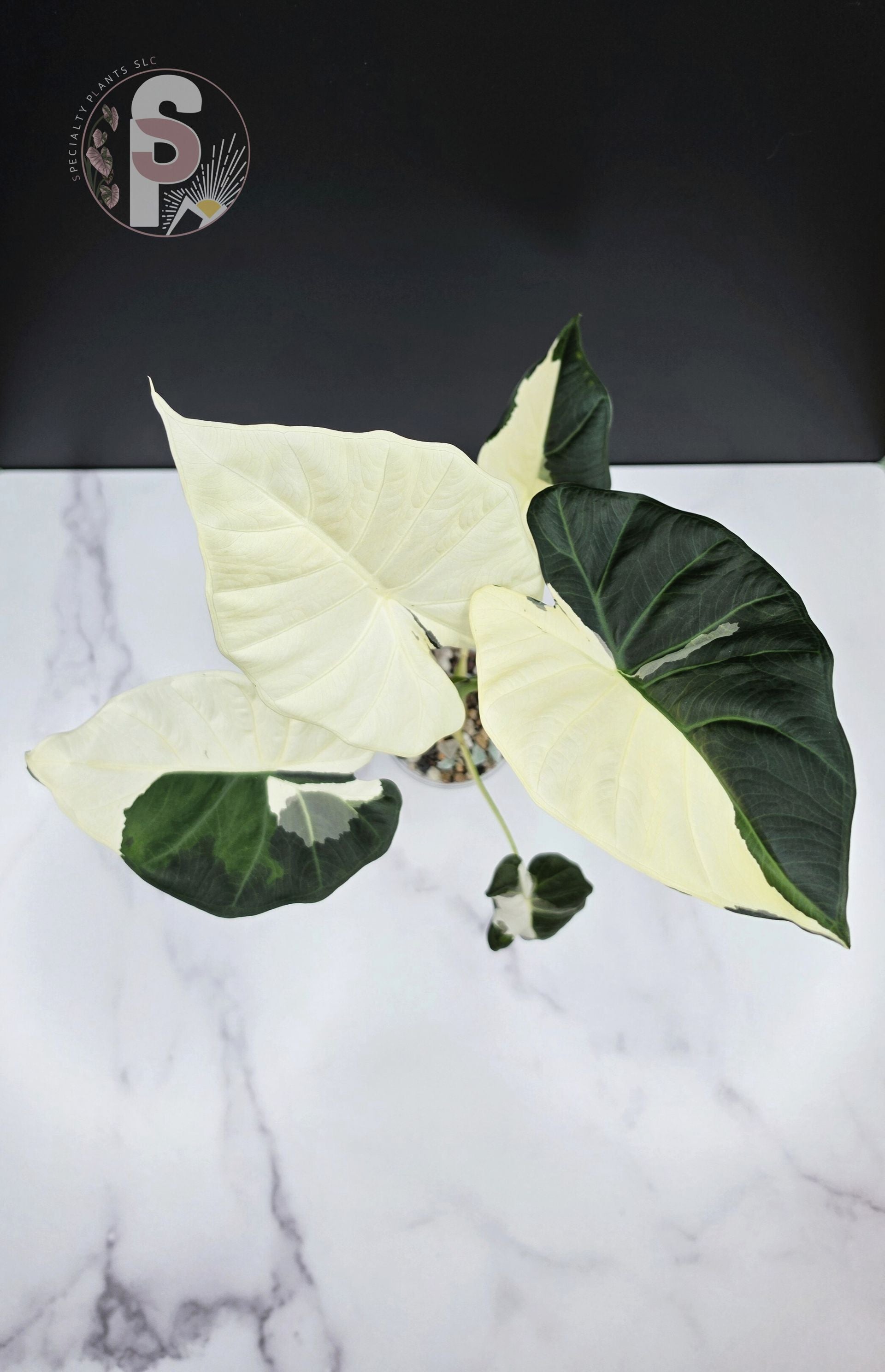 Alocasia regal shield albo/lava - 0979