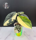Alocasia melo albo - 0991