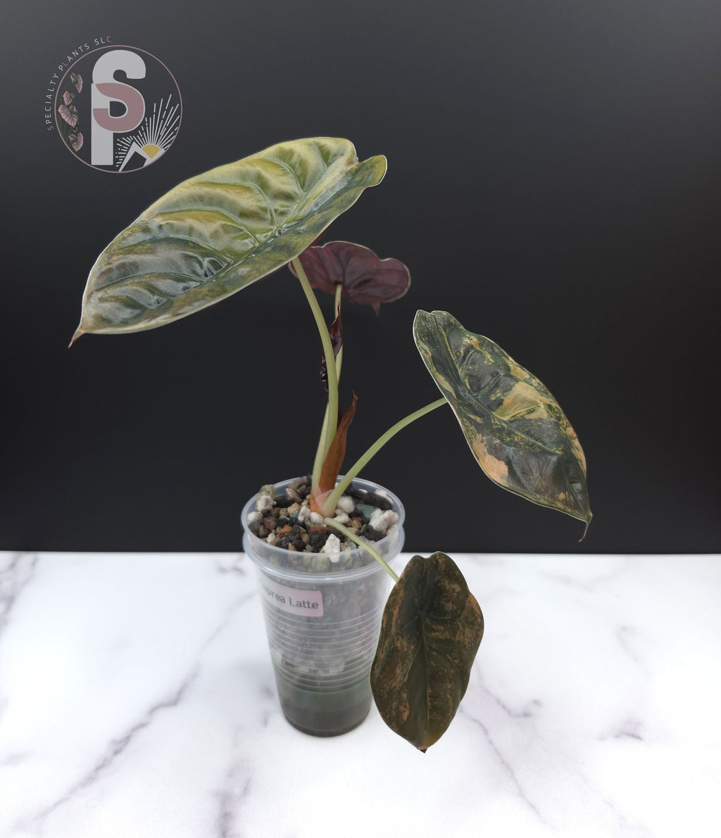 Alocasia cuprea latte - 0992