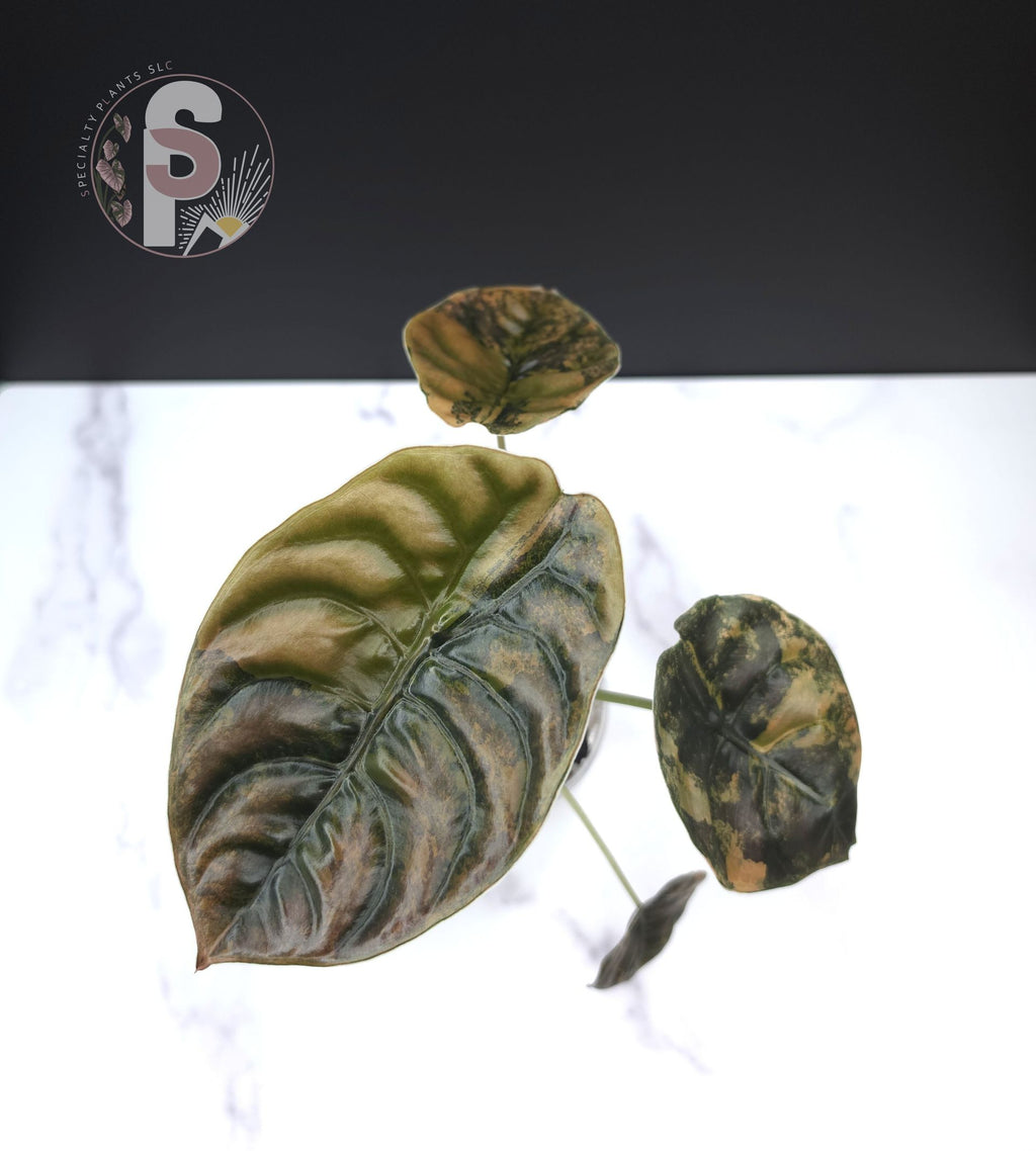 Alocasia cuprea latte - 0992