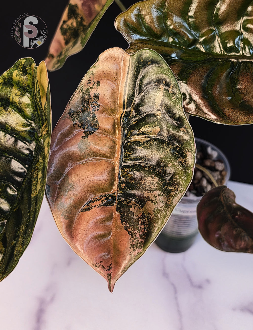 Alocasia cuprea latte - 0999