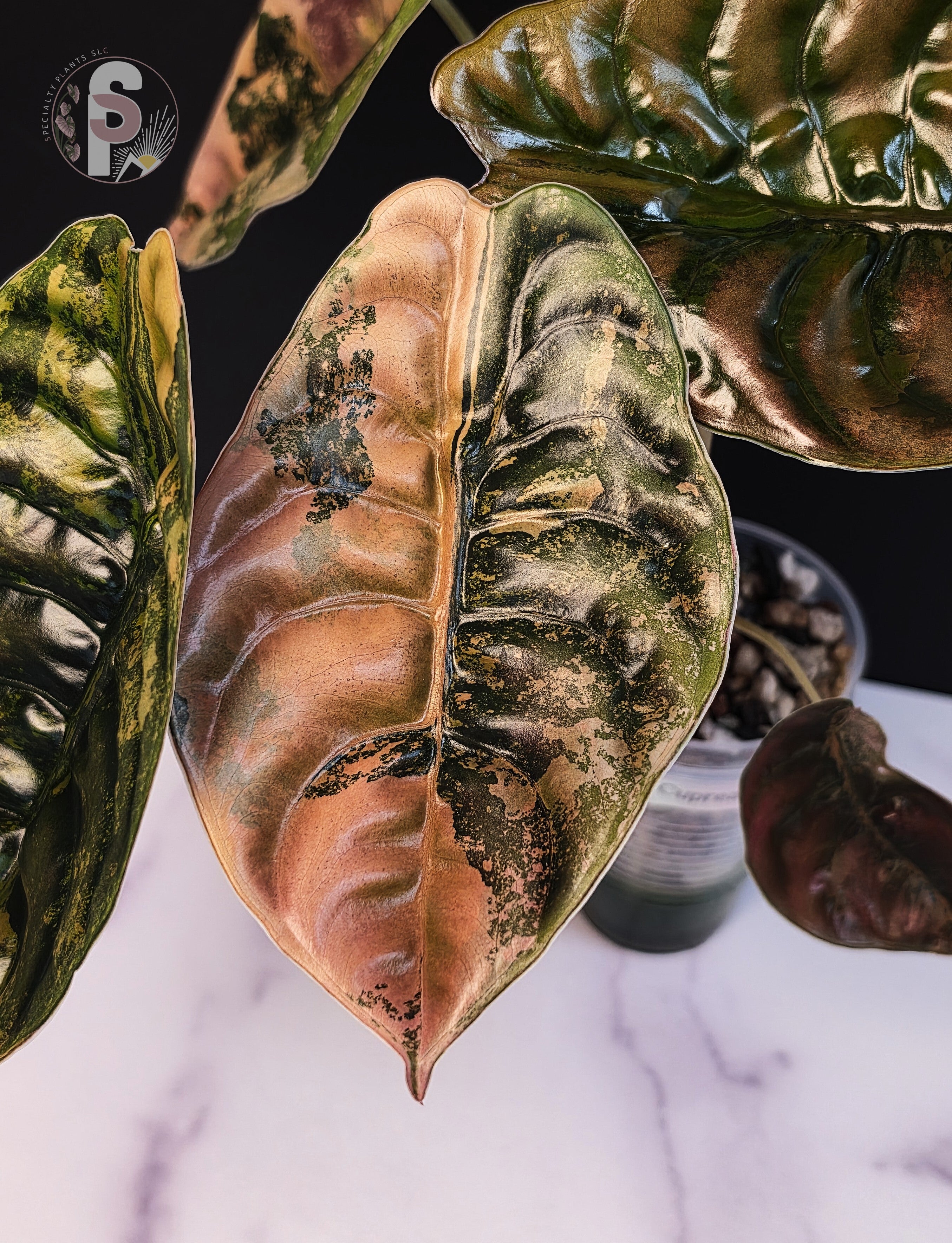 Alocasia cuprea latte - 0999