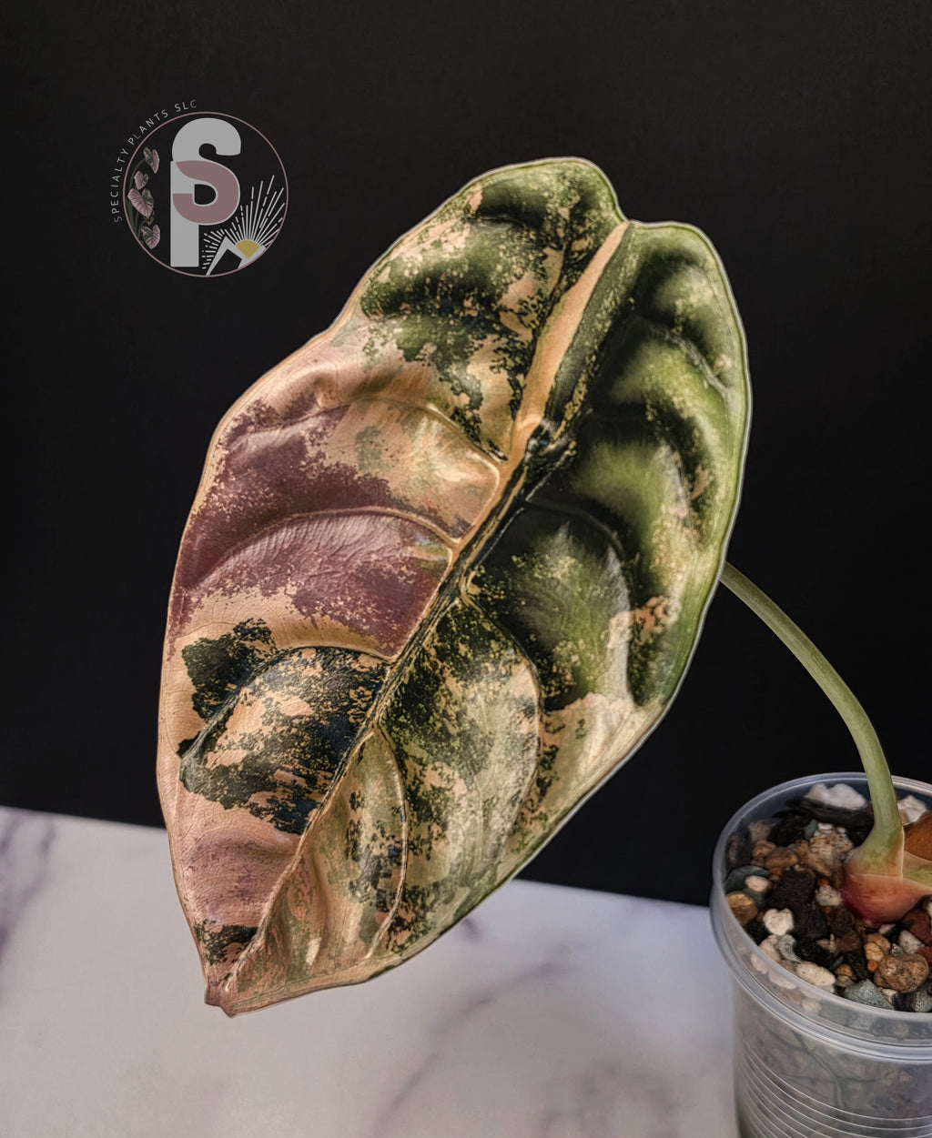 Alocasia cuprea latte - 0999