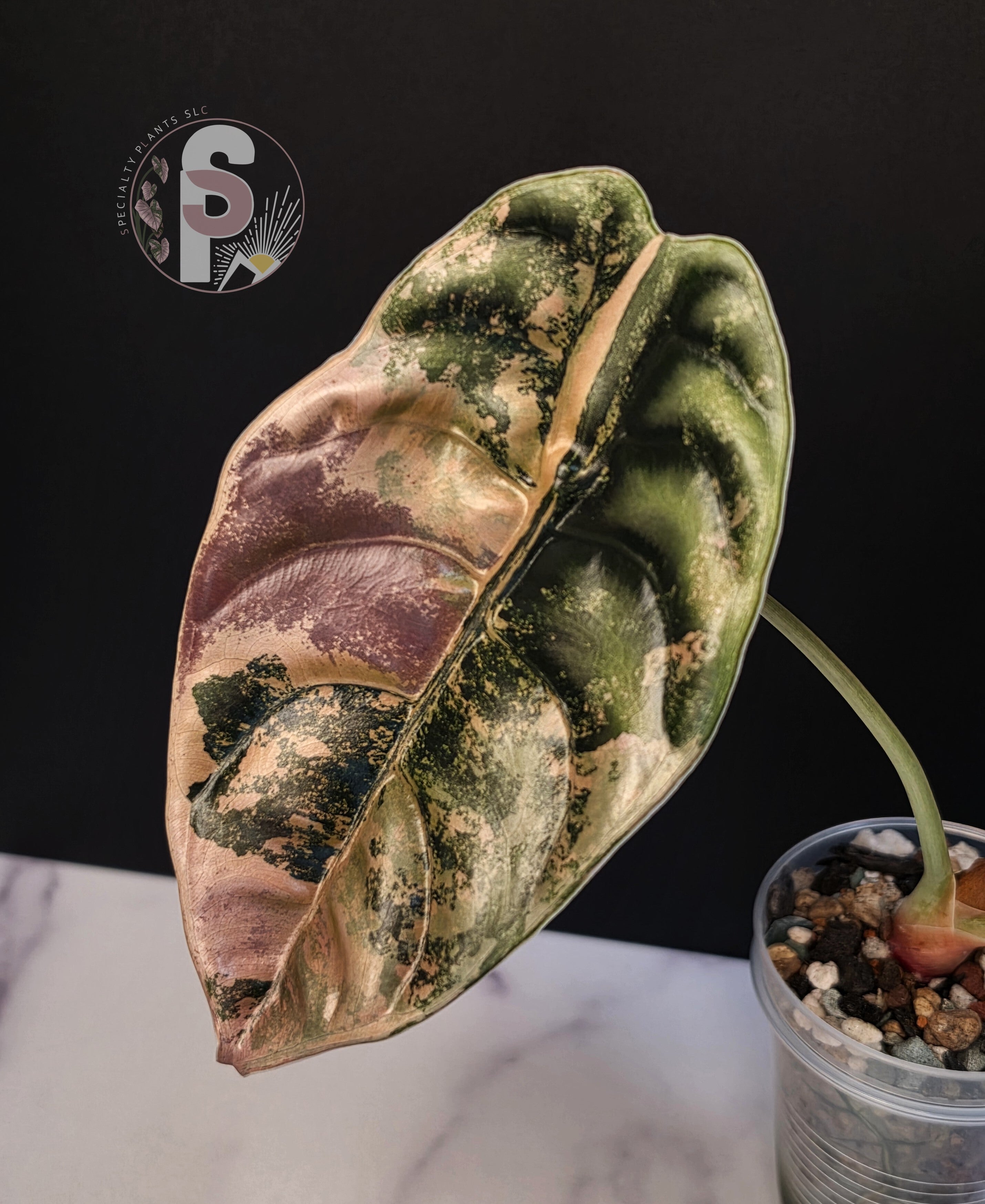 Alocasia cuprea latte - 0999