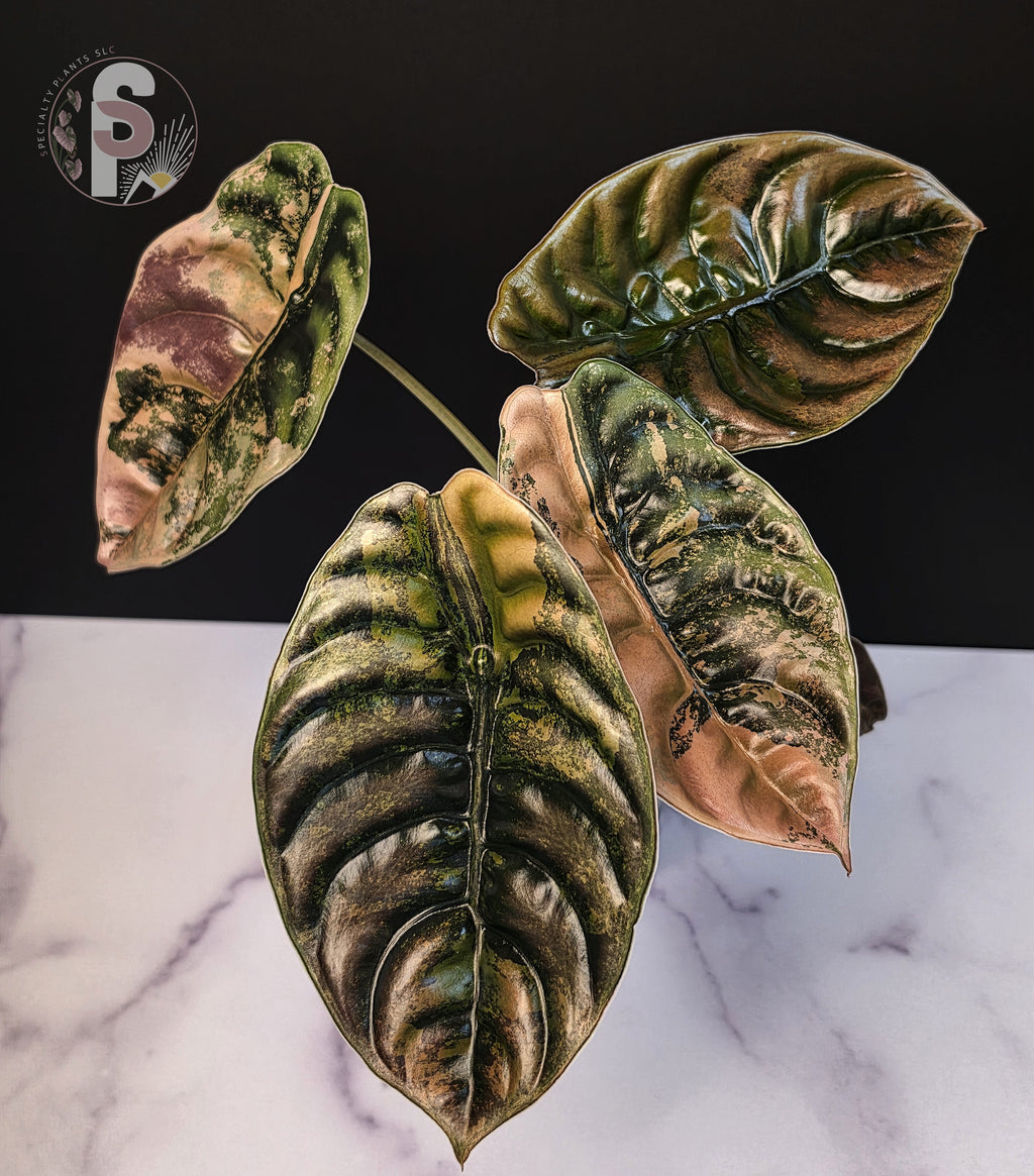 Alocasia cuprea latte - 0999