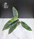 Alocasia scalprum aurea - 1000