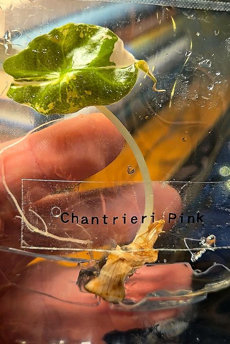 Specialty Plants SLC Image With Text