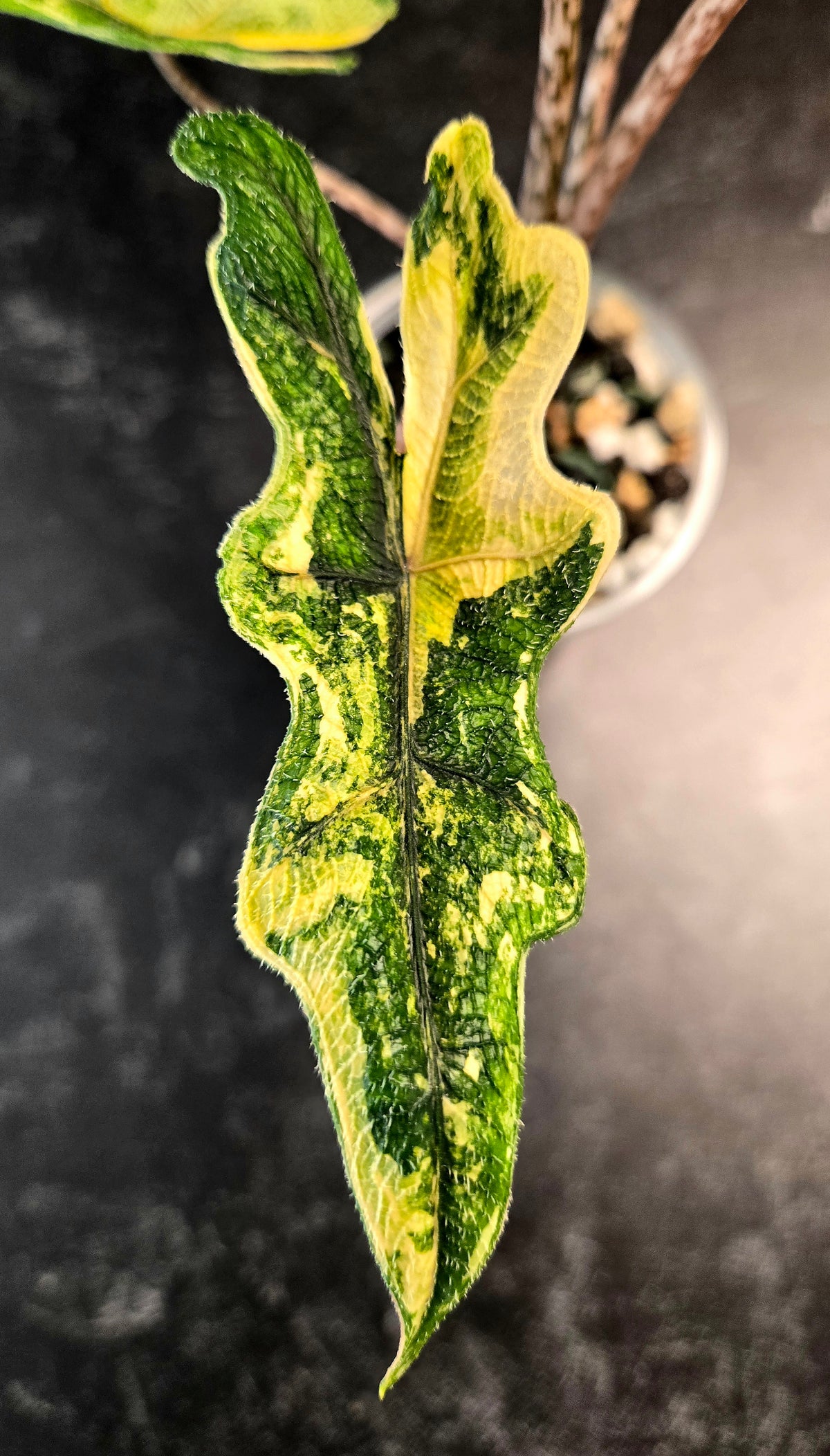 Alocasia jacklyn aurea - 0956