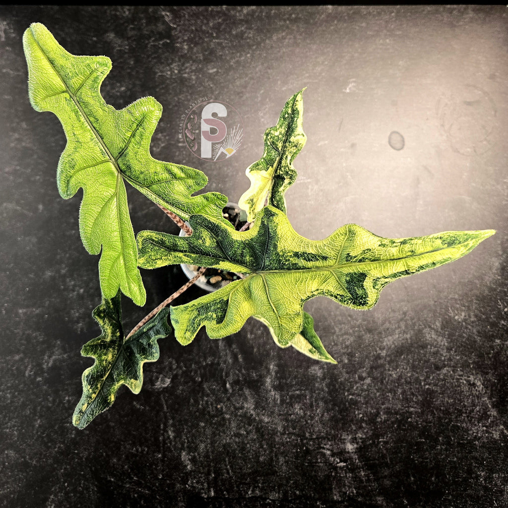 Alocasia jacklyn aurea - 0956