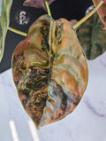 Alocasia cuprea latte - 0992